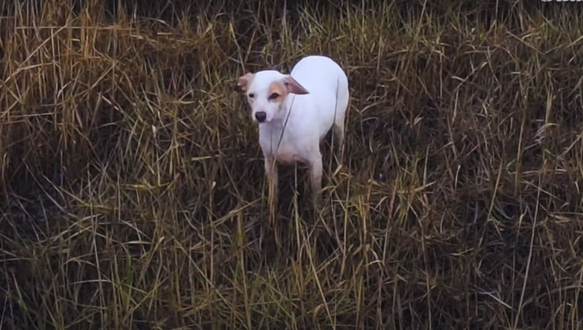 Rescatan perro perdido y se hace viral: le ataron una salchicha a un dron | VIDEO