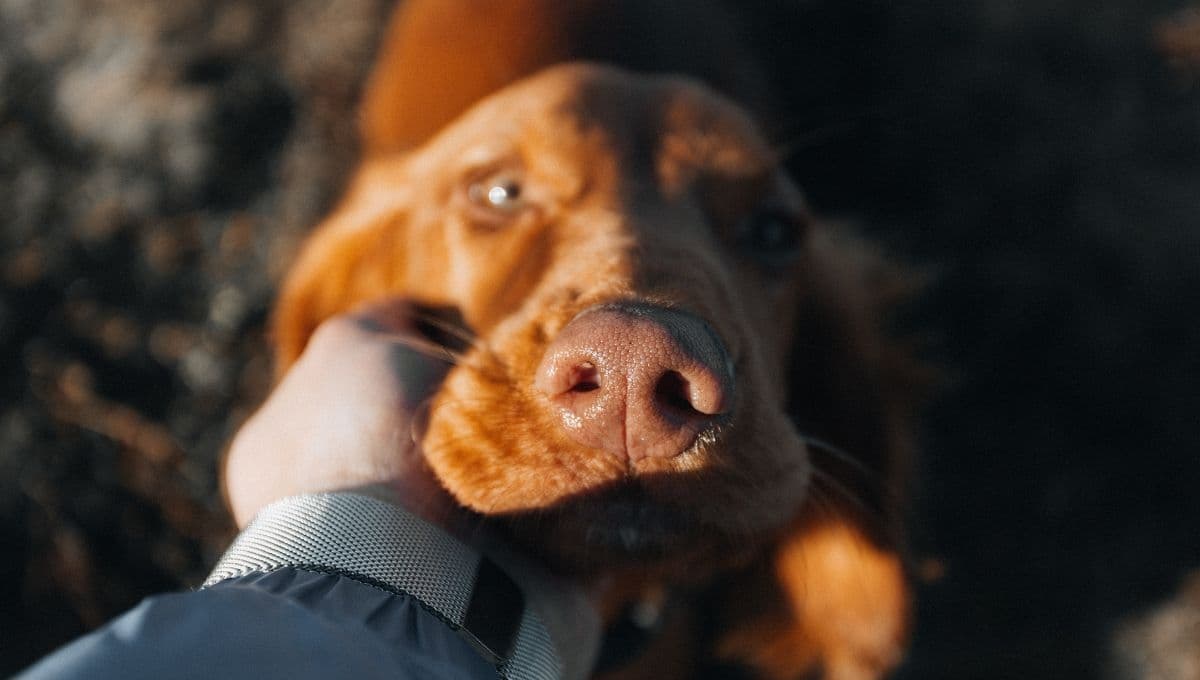 ¿Cuándo no acariciar a un perro? Señales que indican que te debes mantener lejos de ellos