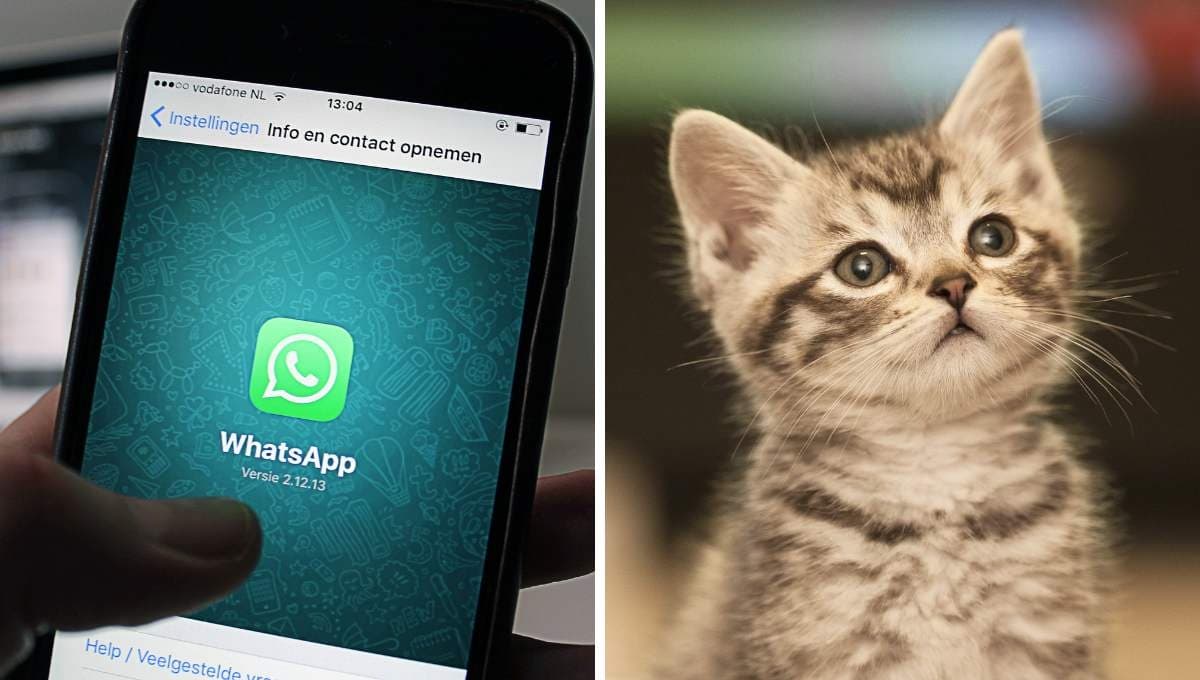 ¿Qué es el "modo gato" de WhatsApp y cómo activarlo?