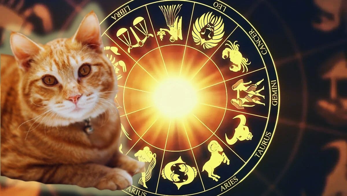 Horóscopo de tu gato: Las predicciones para tu michi hoy lunes 28 de octubre