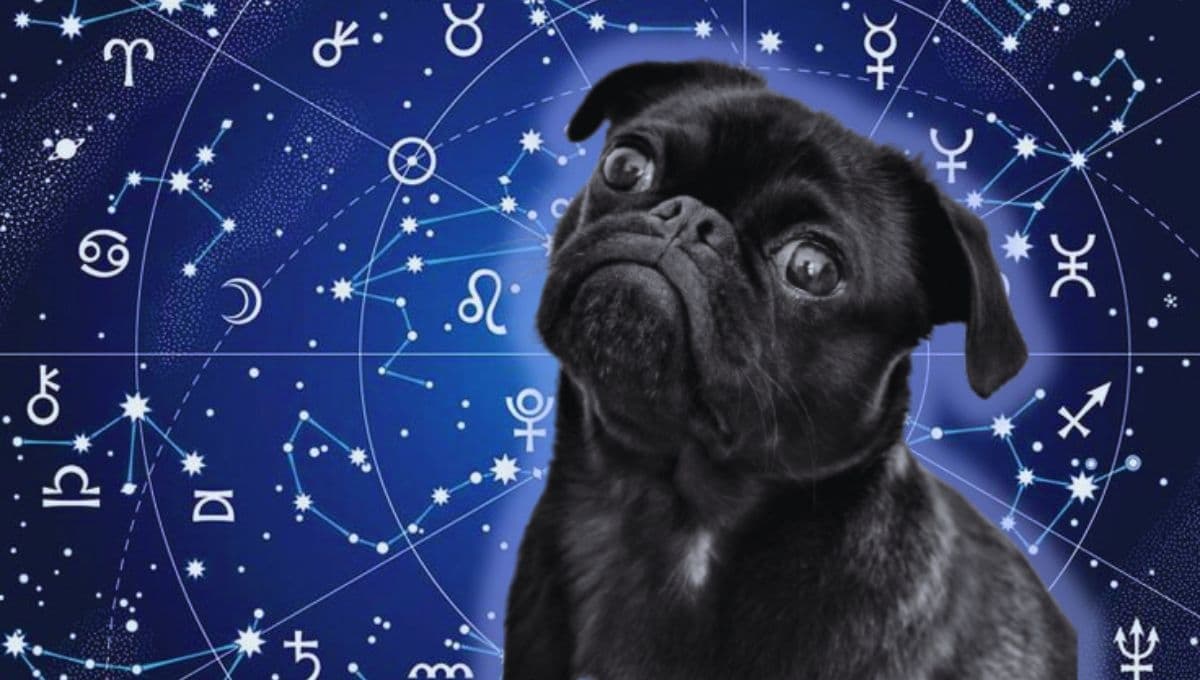 Horóscopo de tu perro: Las predicciones para tu lomito hoy lunes 28 de octubre
