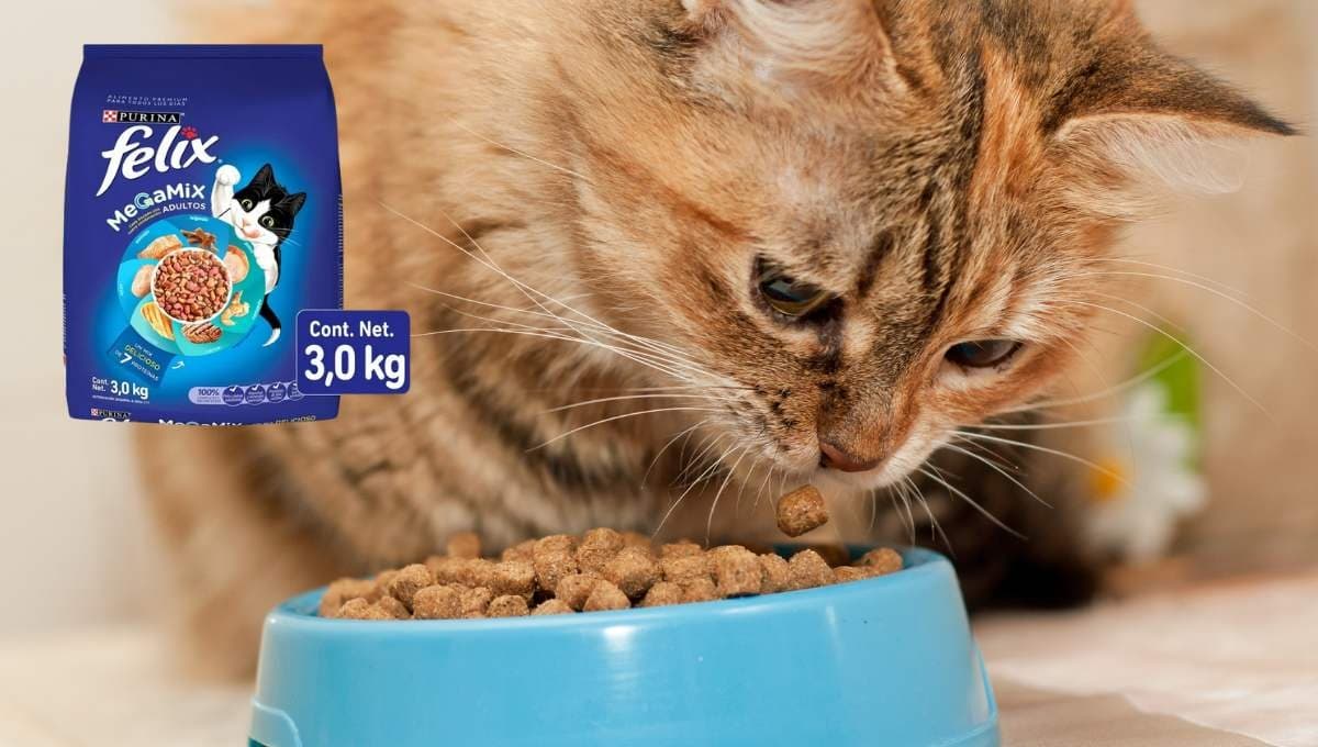 ¿Qué tan buenas son las croquetas Felix para gato?