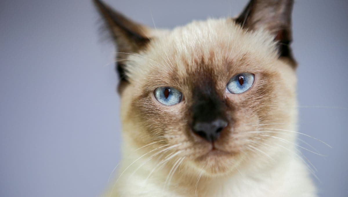 ¿Por qué mi gato NO usa su arenero?