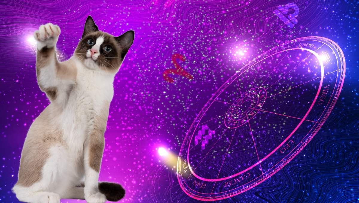Horóscopo de tu gato: Las predicciones para tu michi hoy jueves 24 de octubre