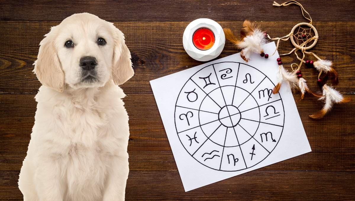 Horóscopo de tu perro: Las predicciones para tu lomito hoy jueves 24 de octubre
