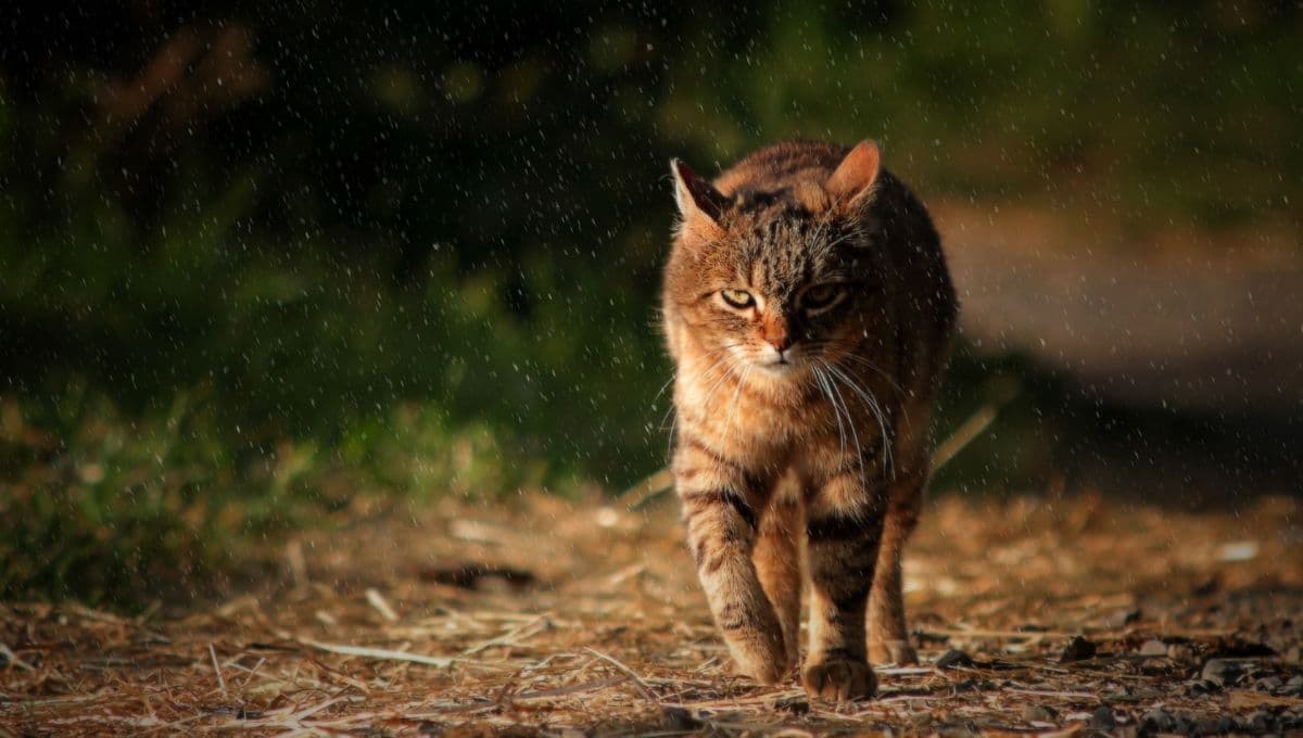 ¿Qué hacen los gatos callejeros cuando llueve?