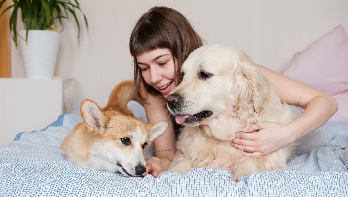 ¿Cuántos perros es recomendable tener en casa?