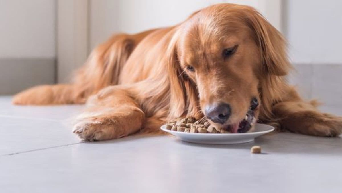 ¿Qué porcentaje de proteína debe tener un buen alimento para perros?