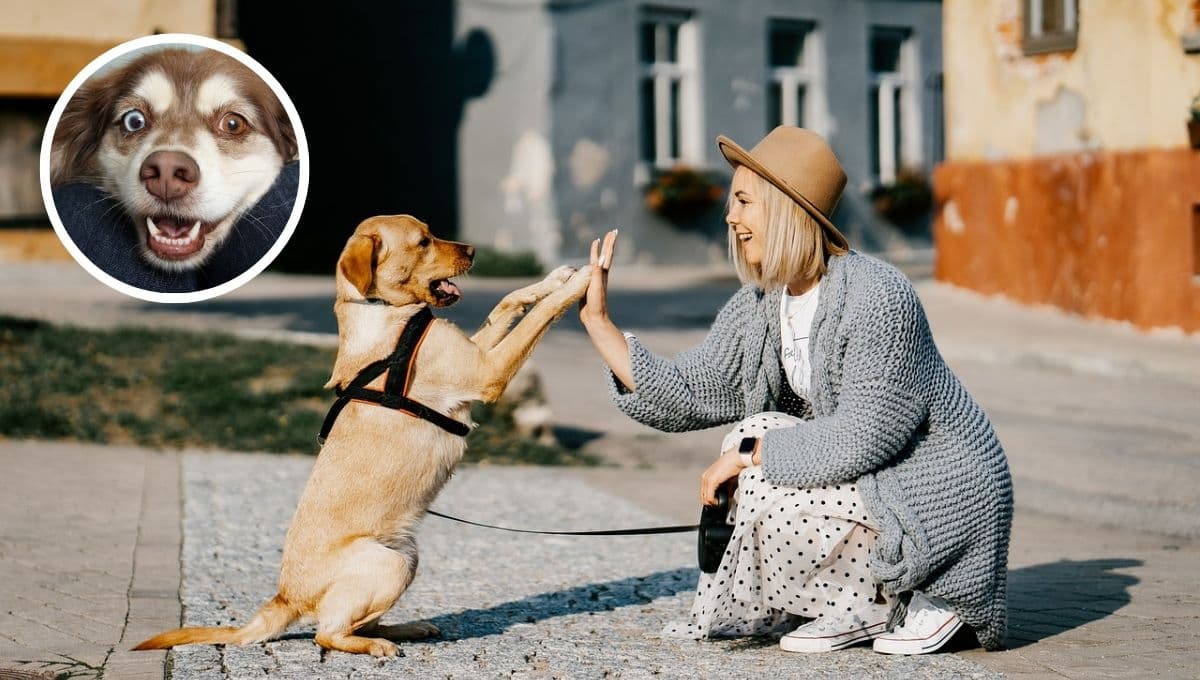 Con este TEST de 5 preguntas sabrás si tu perro te quiere