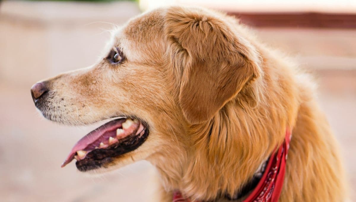 ¿Cómo limpiar los dientes a tu perro? Alternativa fácil con gasa