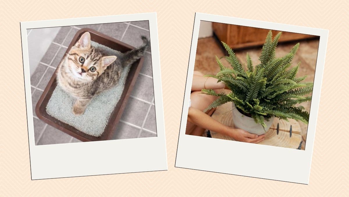 ¿Qué hacer con la arena de gato usada? Así puedes reutilizarla para tus plantas