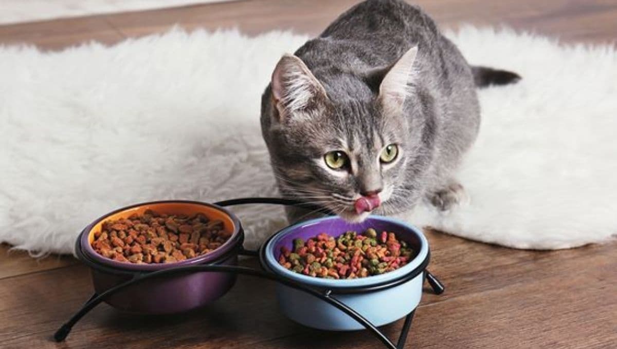 ¿Por qué los gatos necesitan tanta proteína?