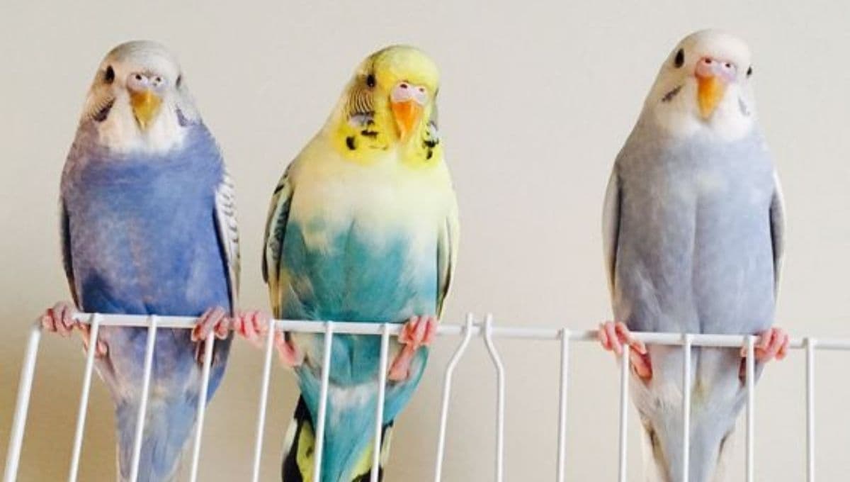 ¿Cómo debe ser la jaula de un perico? Medidas, limpieza y cuidados