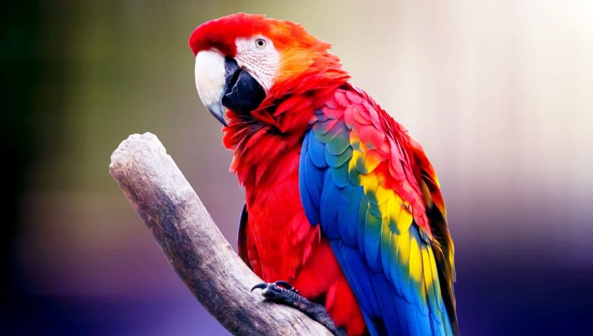 ¿Cómo saber si mi loro se está muriendo?