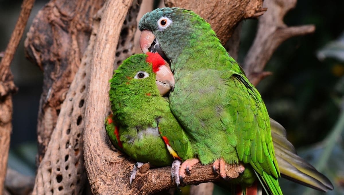 ¿Qué fruta comen los loros verdes?