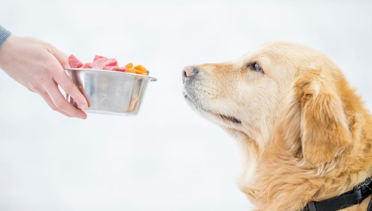 ¿Qué le puedo dar de comer a mi perro si no tengo dinero?