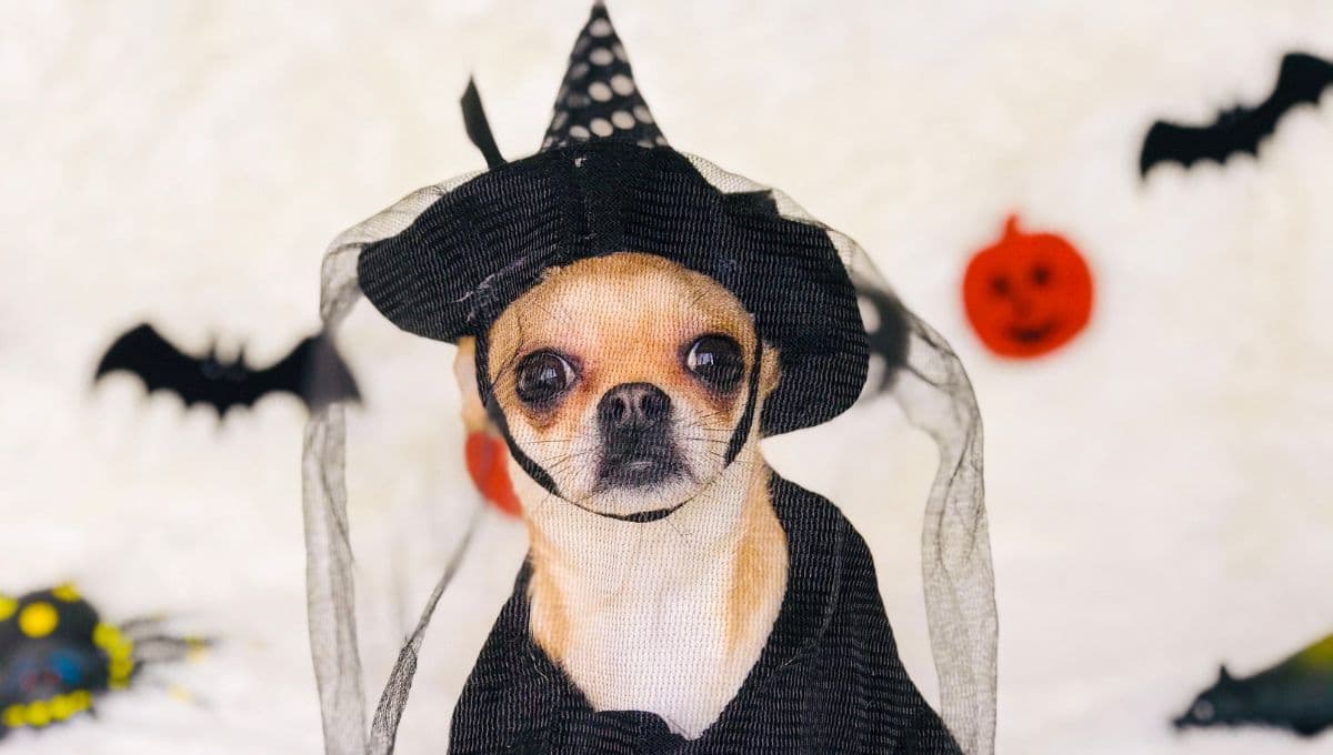 Disfraz para perros caseros: 3 ideas fáciles y bonitas para Halloween