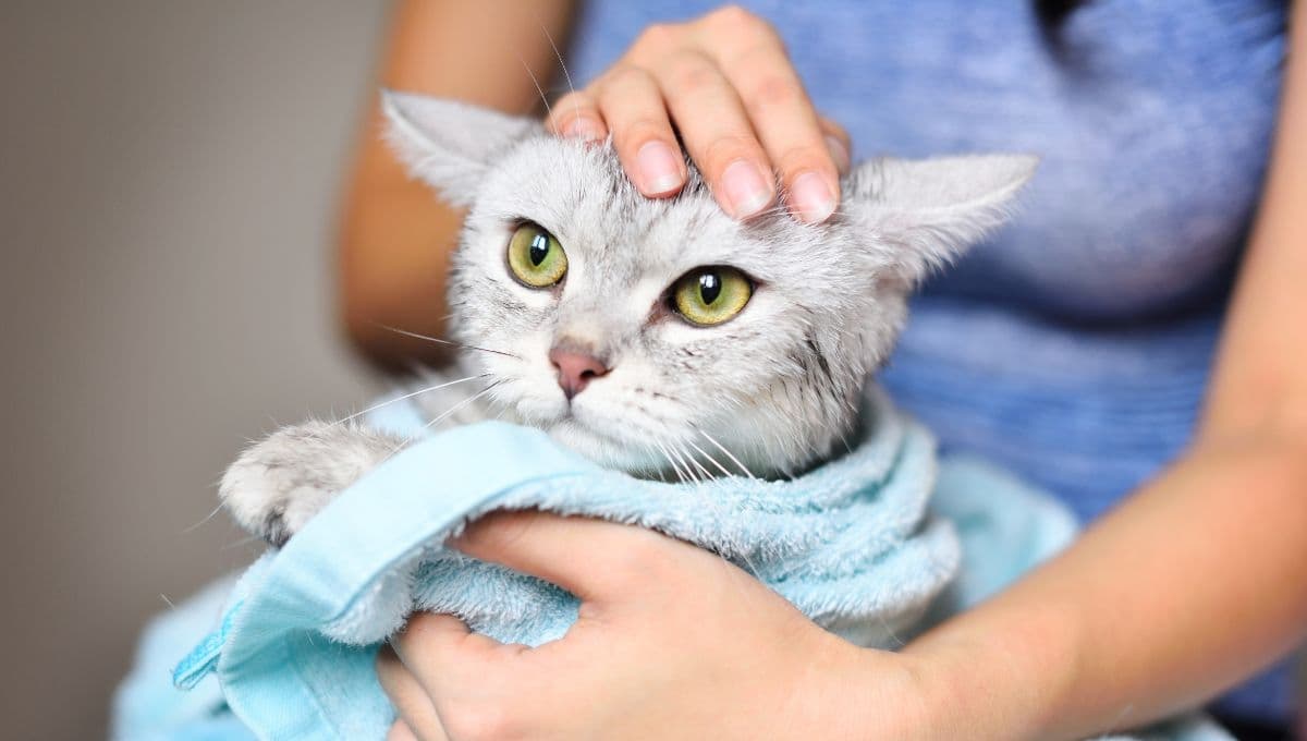 ¿Puedo limpiar a mi gato con toallitas para bebé?