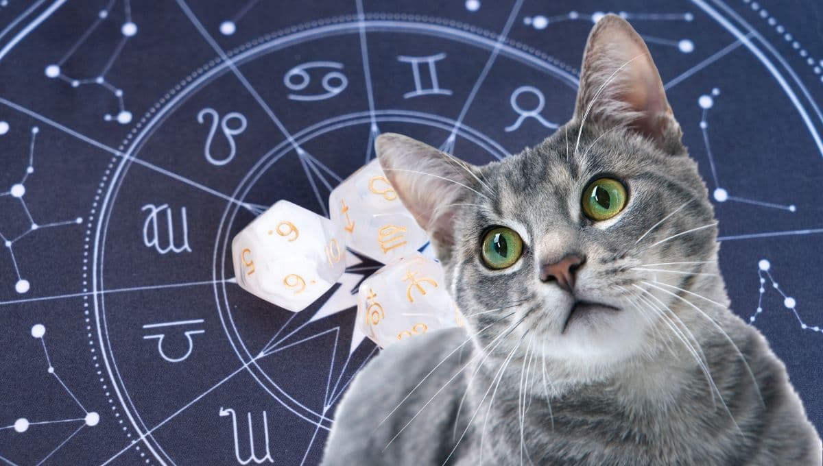 Horóscopo de tu gato: Las predicciones para tu michi hoy sábado 26 de octubre