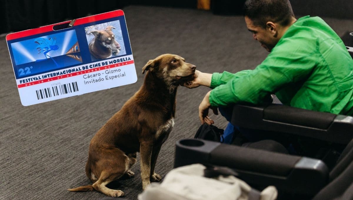 Cácaro, el perrito del FICM, ya tiene su credencial de invitado especial | FOTO