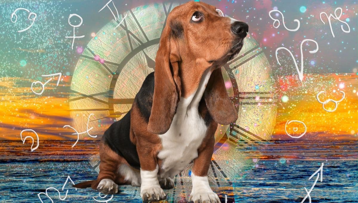 Horóscopo de tu perro: Las predicciones para tu lomito hoy sábado 26 de octubre