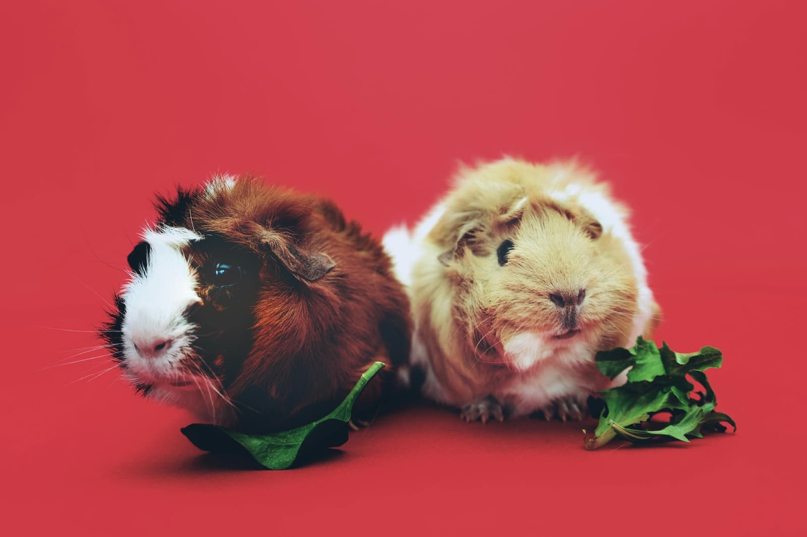 ¡Ten cuidado! Este es el impacto de la obesidad en la salud de tus mascotas