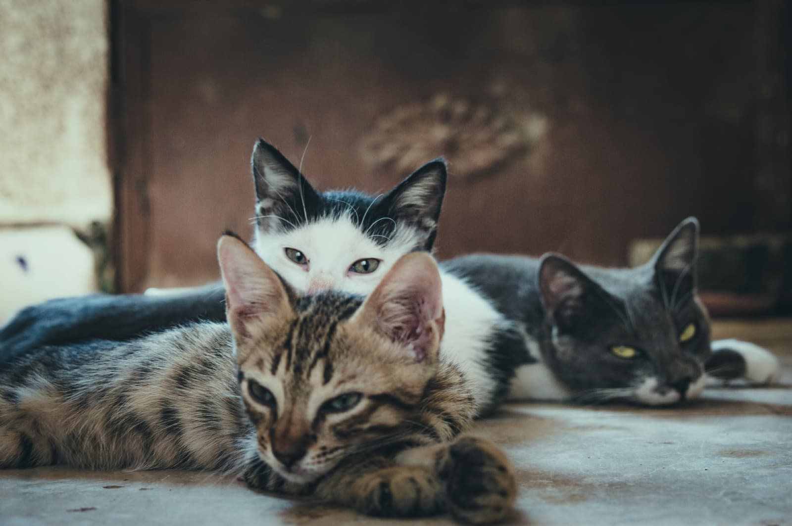 Esperanza de vida: ¿Cuántos años vive un gato?