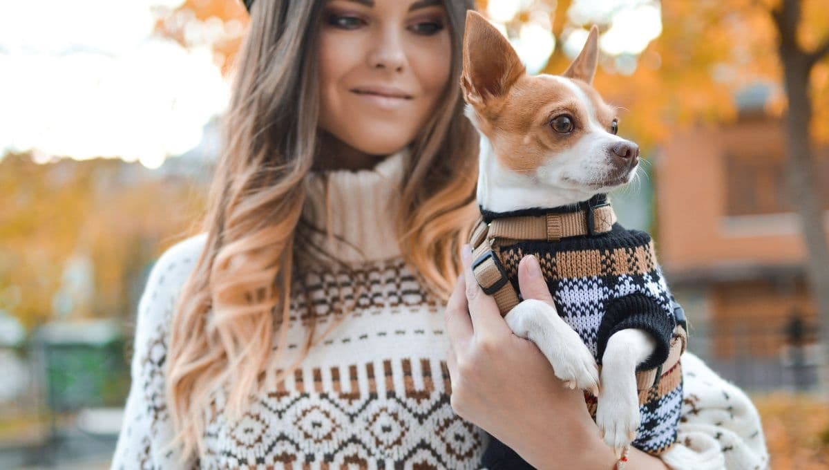 Amazon tiene las sudaderas de perros para cubrirlos del frío en inverno en menos de 600 pesos