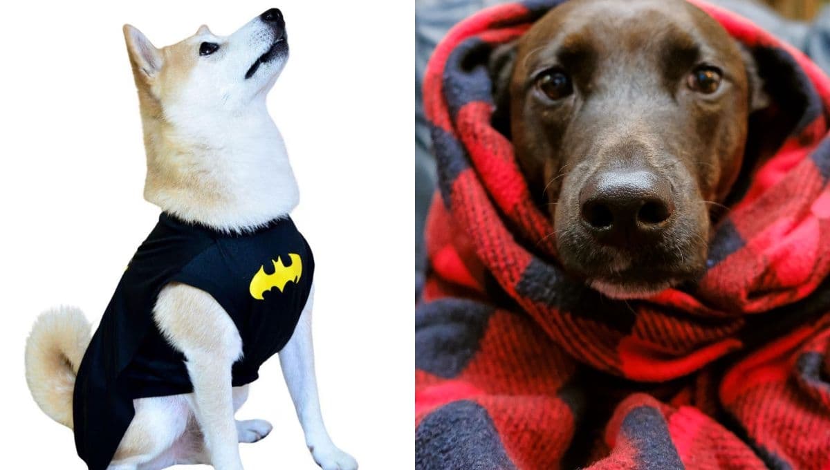Liverpool pone en oferta mamelucos divertidos para tus perros