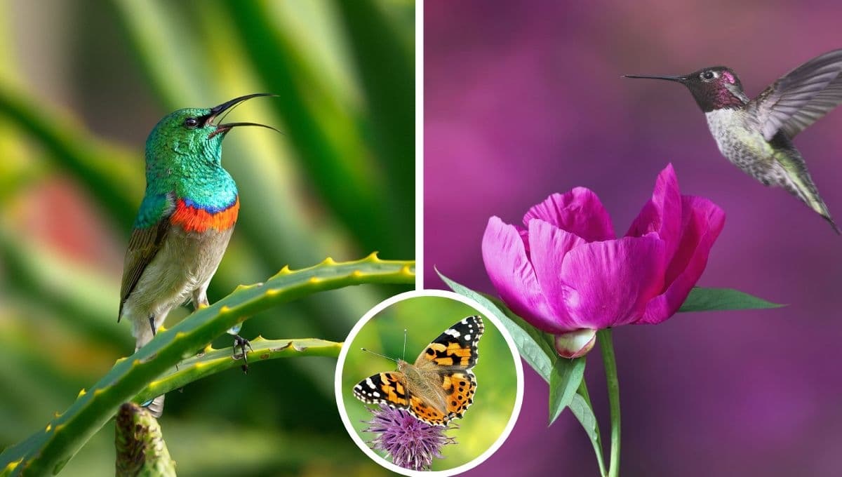 ¿Cuáles son las plantas que atraen colibríes y mariposas?