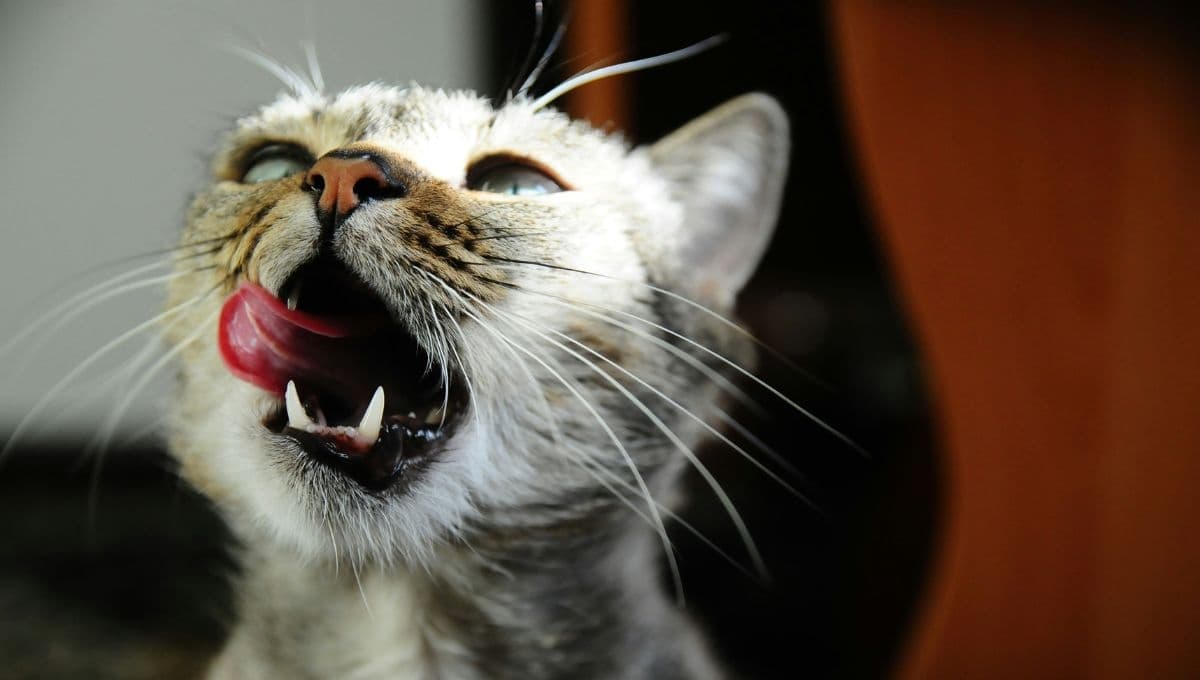 3 alimentos que puedo darle de comer a mi gato si no tengo croquetas ni dinero