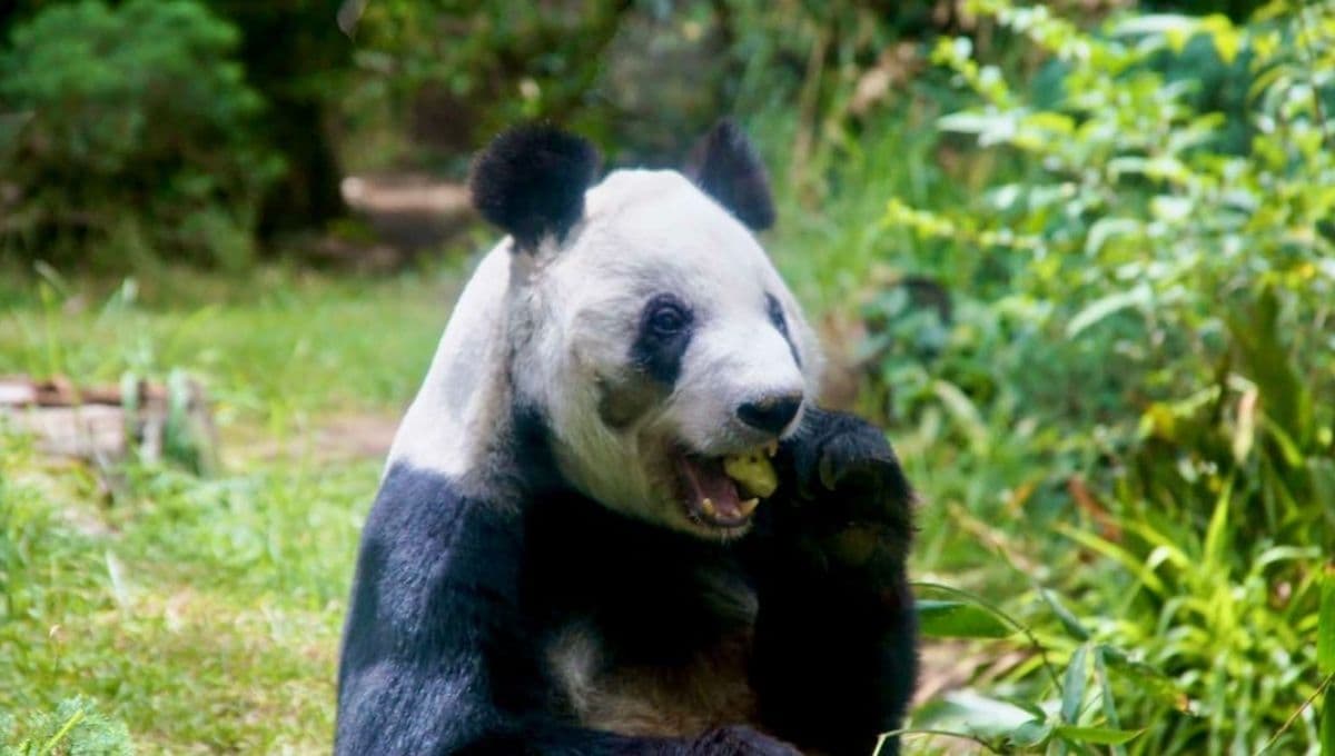 Estos son los cuidados de Xin Xin, la panda mexicana que vive en el Zoológico de Chapultepec que tiene 34 años