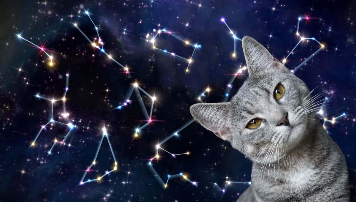 Horóscopo de tu gato: Las predicciones para tu michi hoy martes 29 de octubre
