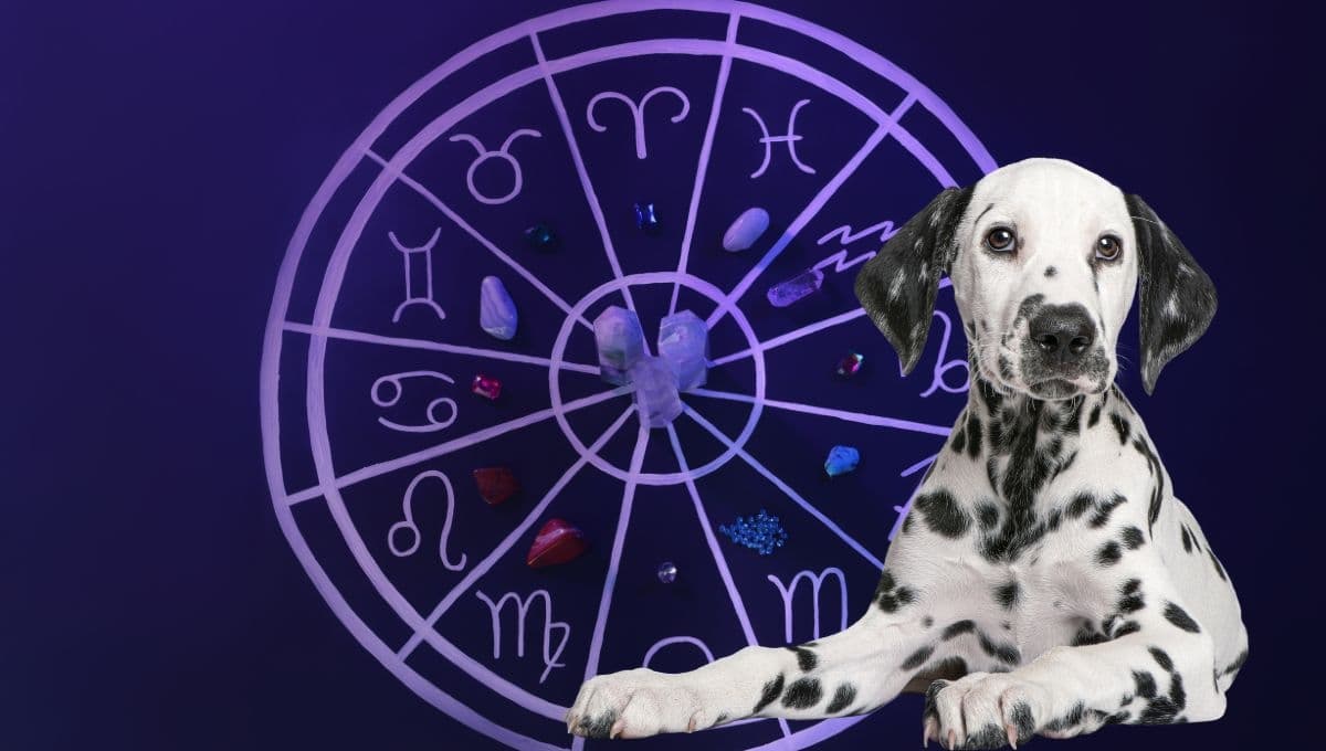 Horóscopo de tu perro: Las predicciones para tu lomito hoy martes 29 de octubre