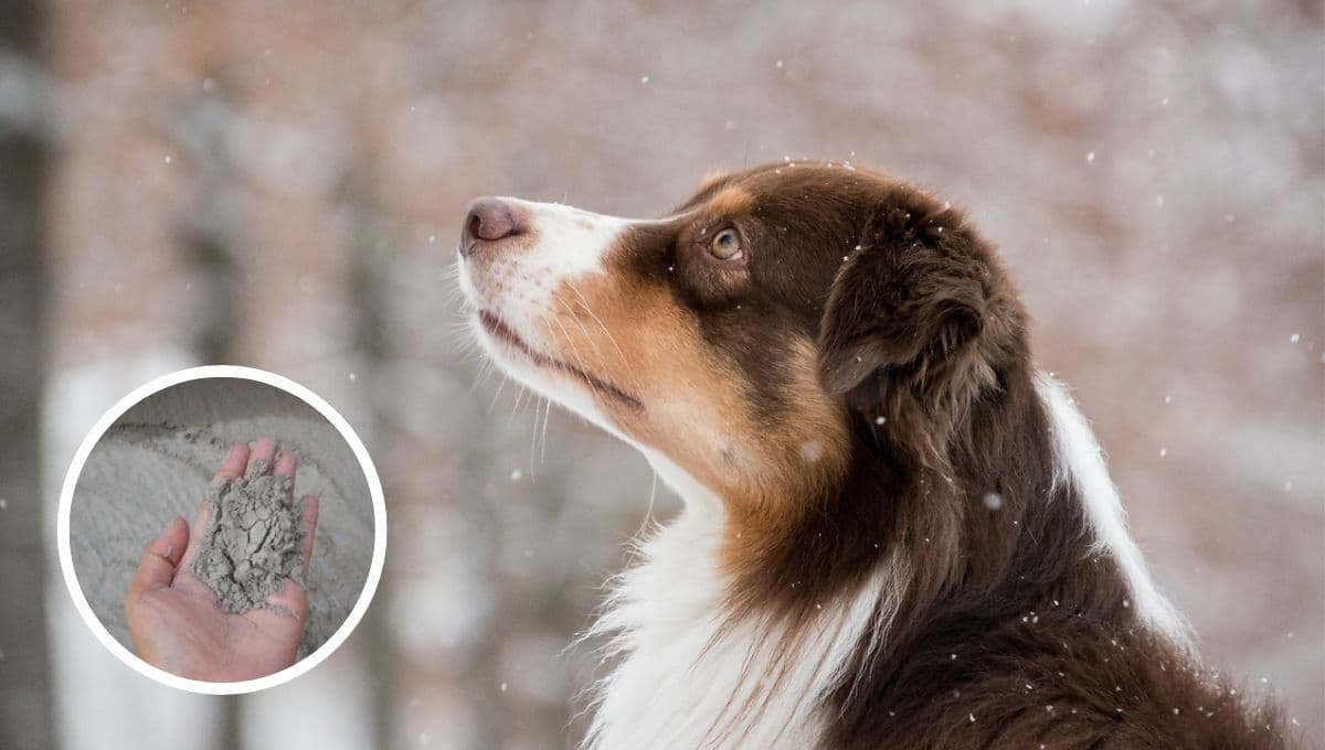¿Cómo afecta la ceniza volcánica a los perros y cómo protegerlos?