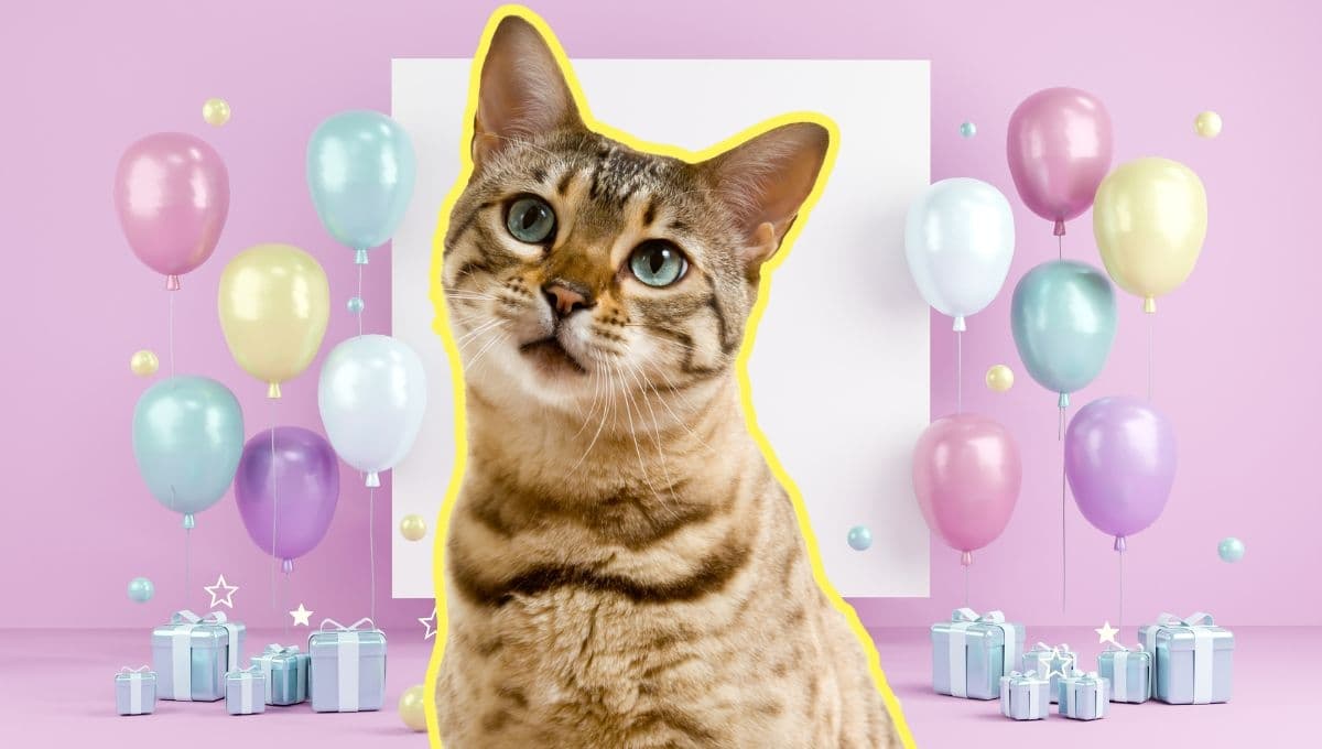 ¿Por qué se celebra tres veces al año el Día del Gato?