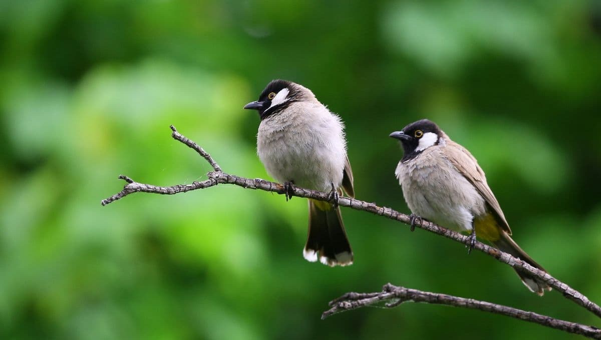 ¿Qué se le puede dar a un pájaro herido? esto es lo que debes hacer