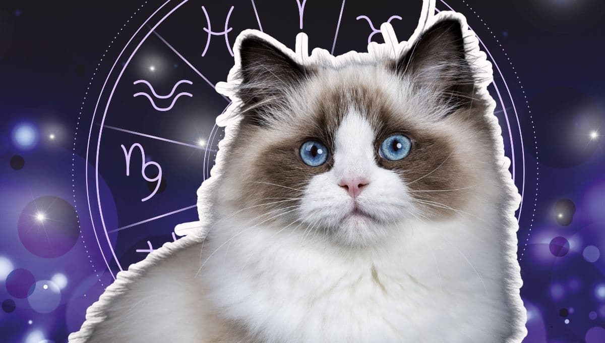 Horóscopo de tu gato: Las predicciones para tu michi hoy miércoles 30 de octubre