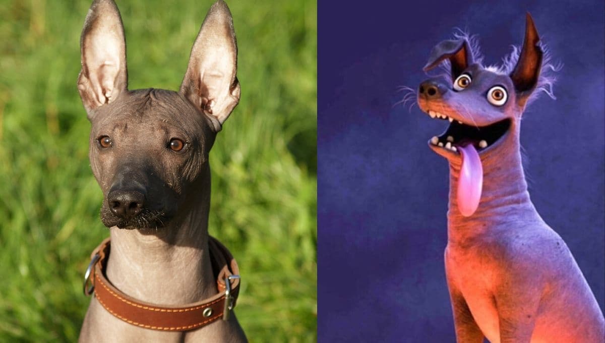 ¿Qué raza es Dante, el perro de Coco?