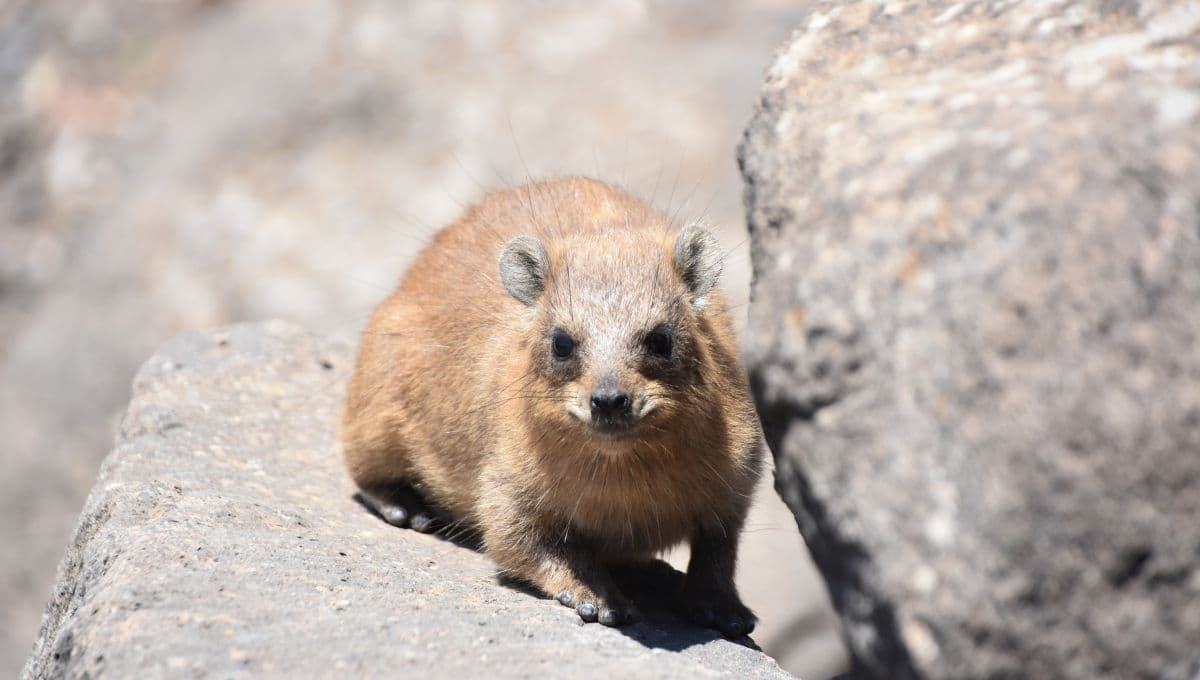 ¿Qué tipo de animal es el hyrax? El damanes del audio de ‘Mamá’ de Tiktok