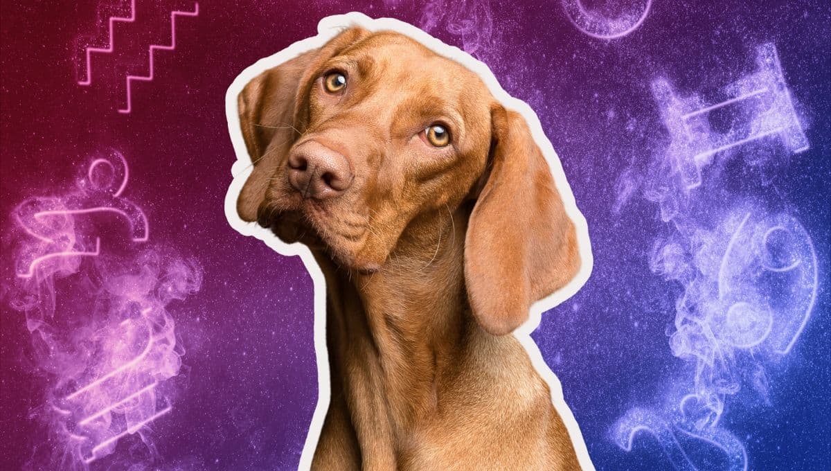 Horóscopo de tu perro: Las predicciones para tu lomito hoy miércoles 30 de octubre