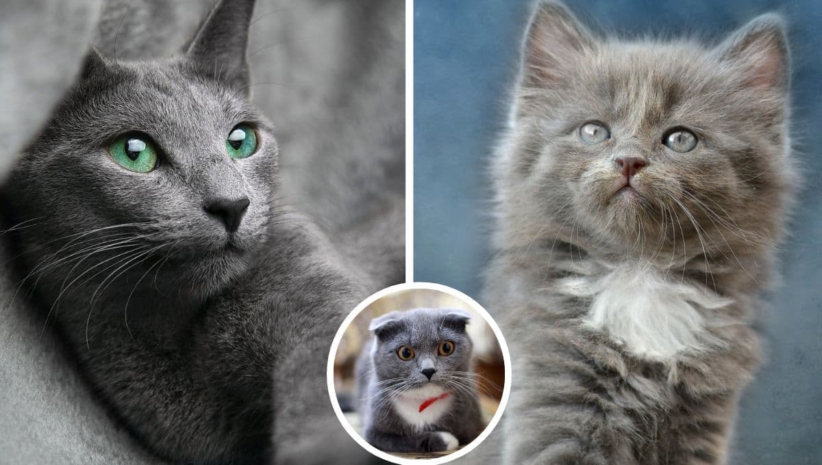 5 nombres para gatos grises y su significado