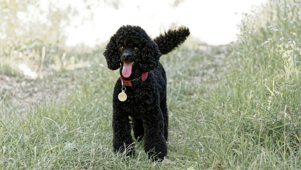 ¿Cómo cuidar y desenredar el pelo a mi perro french poodle?