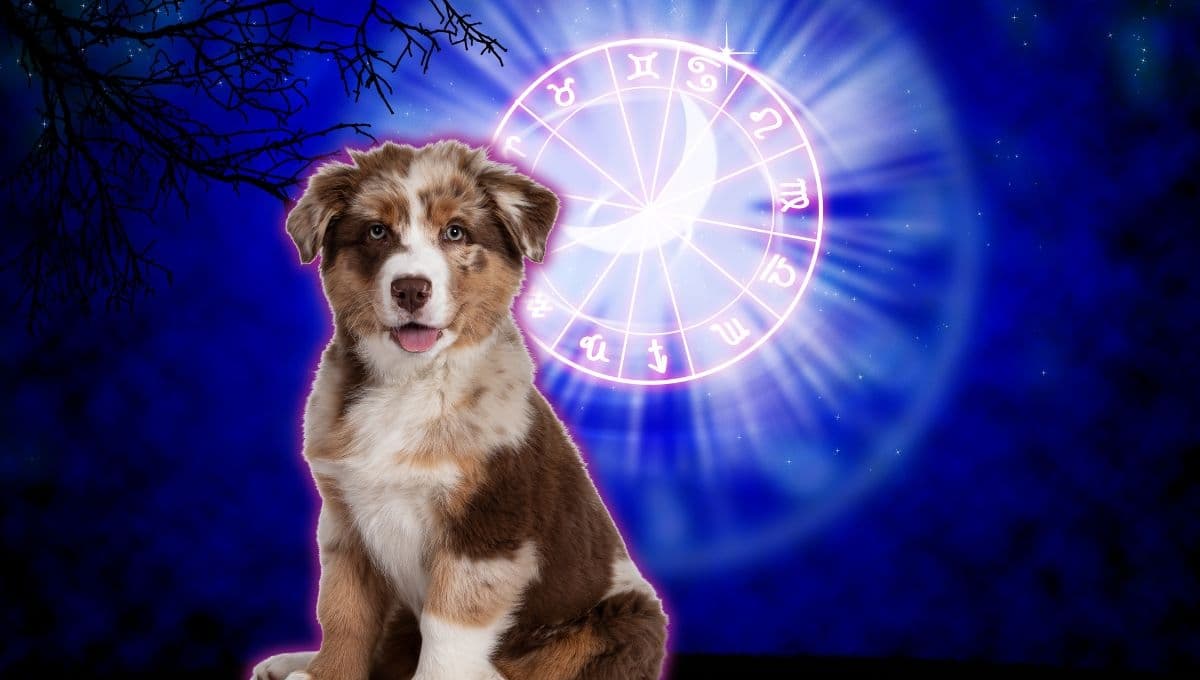 Horóscopo de tu perro: Las predicciones para tu lomito hoy jueves 31 de octubre