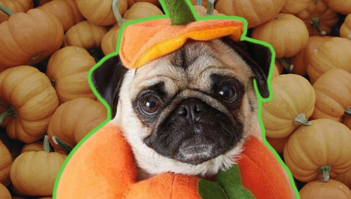 Halloween: Ideas para pedir calaverita en compañía de tu mascota