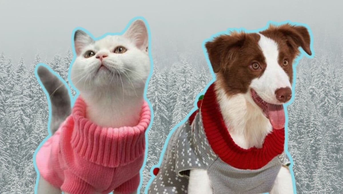 Experta revela si es recomendable poner ropa a perros y gatos en temporada de invierno