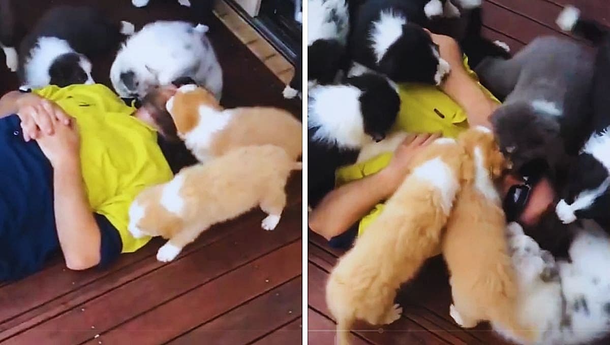 VIDEO: Hombre se hace el muerto ante jauría de cachorros, perritos intentan reanimarlo