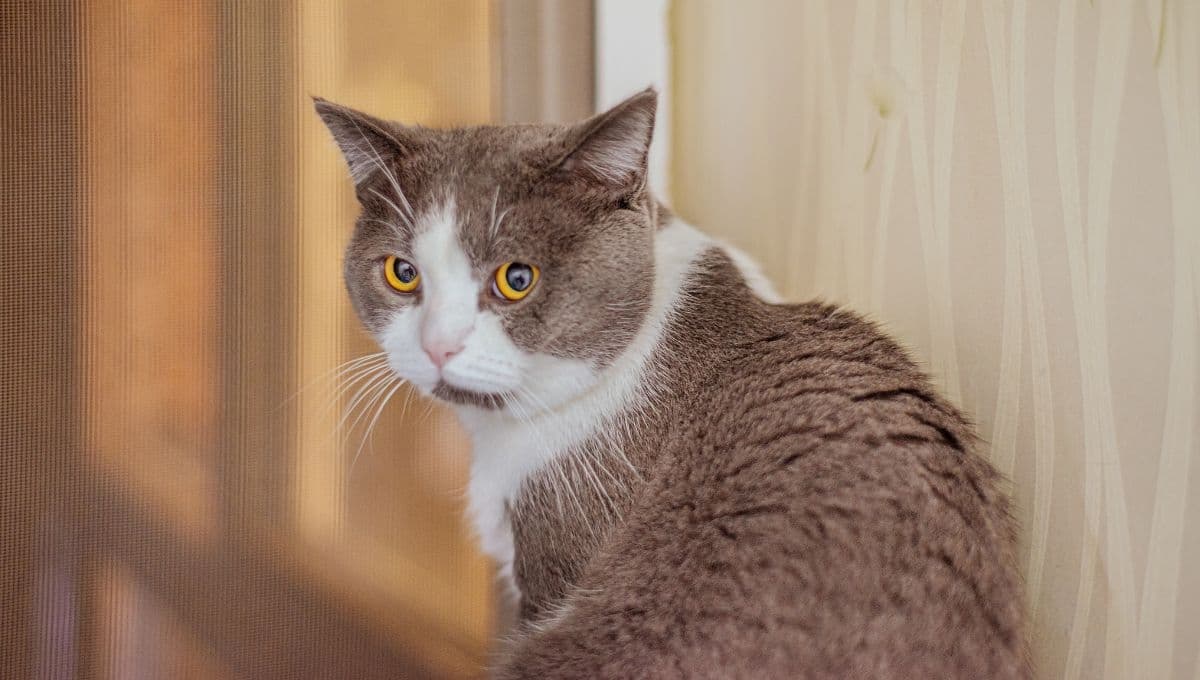 Guía paso a paso para evitar que tu gato sea víctima de las pulgas