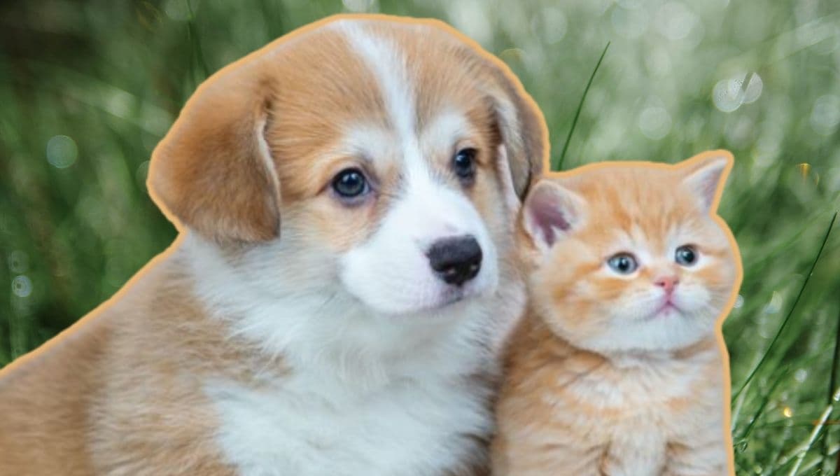 ¿Quieres saber cuál es la edad biológica de tu mascota? Este algoritmo lo comprueba