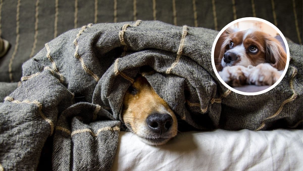 ¿Qué significa que mi perro esté nervioso y por qué podría presentir algo?